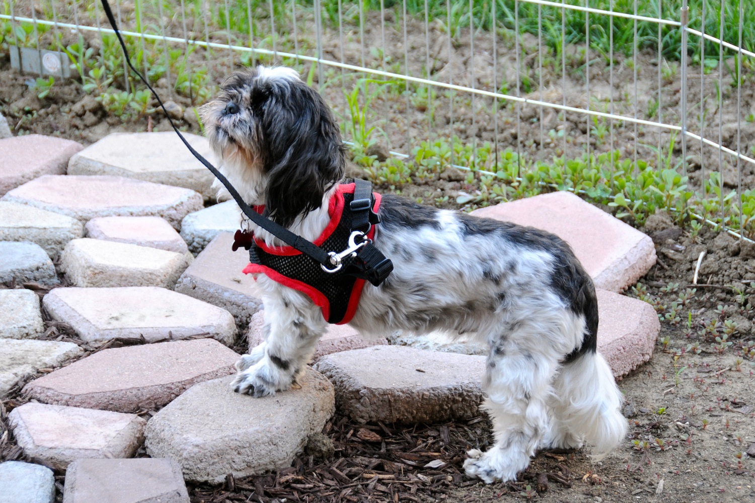 Shih Tzu Day 31: Leash Training with the Comfy Control Harness | Same ...