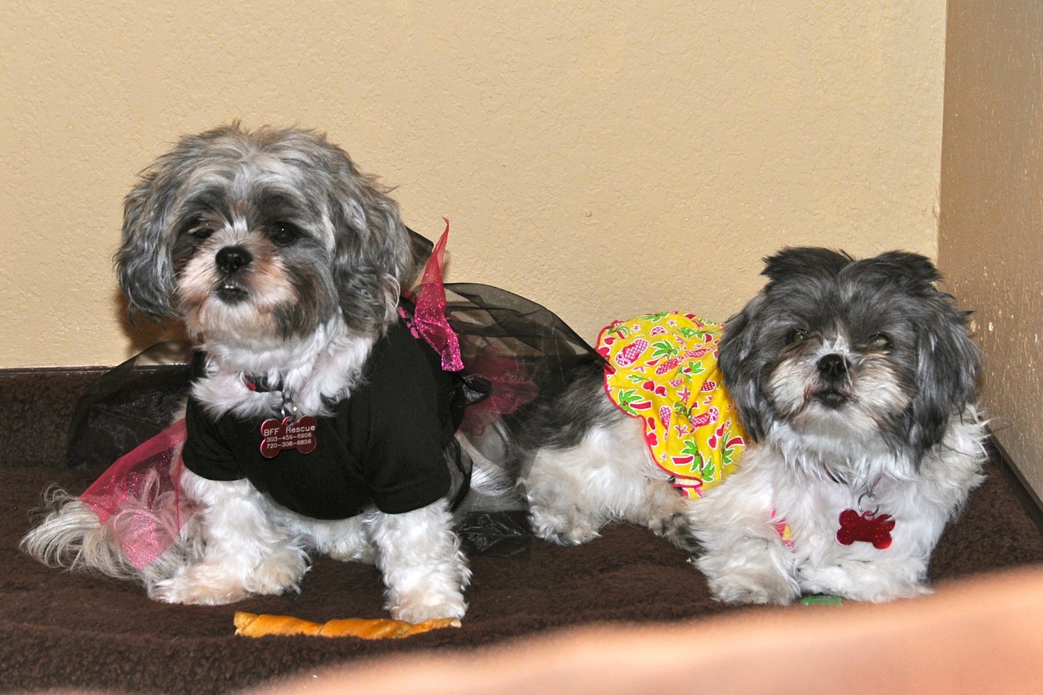 Shih Tzu Clothes And Accessories for Desire