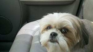 Rosie gazes at me from the passenger seat.