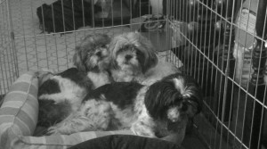 Candy, Flower and Dottie huddle together in their exercise pen.