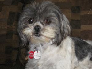 Candy, a 2-year-old shih tzu