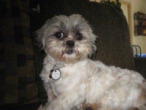 Flower, a 2-year-old shih tzu from a puppy mill