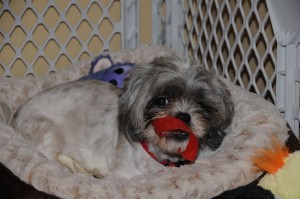 I guess the bed is okay, as long as I can chew on my Pork Chomp in it!