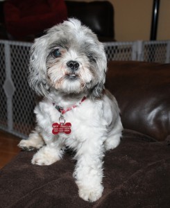 If you give me more jerky, I'll sit on the couch with you a little longer.