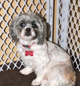 shih tzu in exercise pen