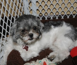 a shih tzu in an exercise pen