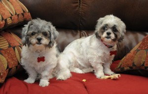 Candy and flower on couch
