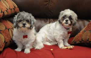 Candy and flower on couch