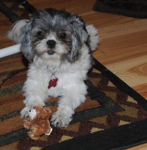 Candy and the Kong teddy bear