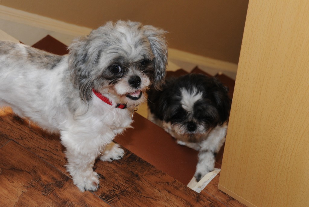 two shih tzus on a landing.