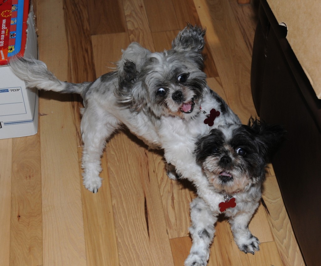 Flower tackles Dottie during the dance