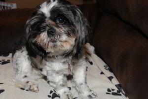 Dottie on her dog towel on the couch