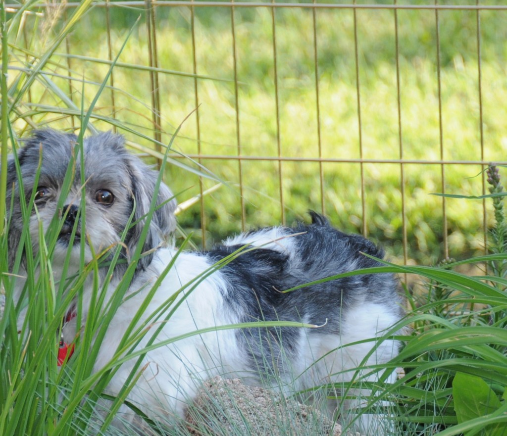 a shih tzu in a garden.