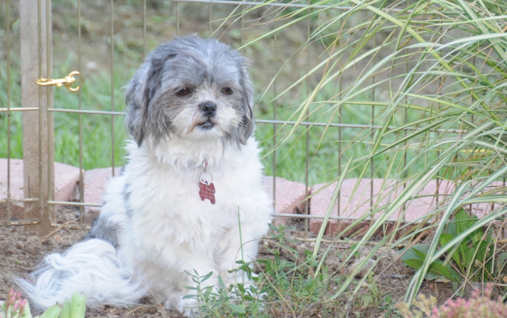 a shih tzu appearing to meditate in a garden.