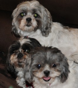 All three shih tzus on the couch at the same time for first time