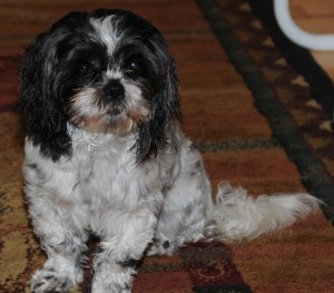 shih tzu after a bath