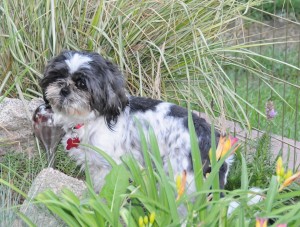 When I'm in the garden, I forget I don't feel good.