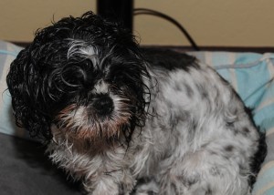 Dottie wet after bath