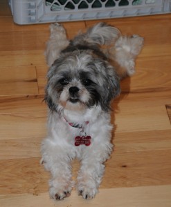 This floor feels cool on my tummy! I like it. 