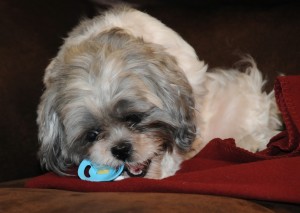 I don't know why Candy is sucking on her toy. Everyone knows you bite it!!