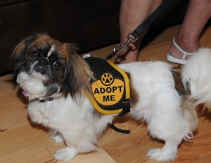 Peekaboo, a Pekingese, wearing her adopt me harness