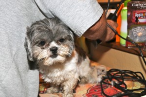 Shih tzu being groomed