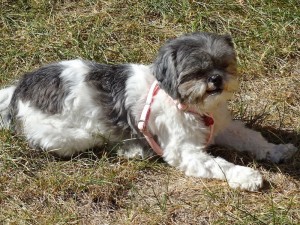 Candy took a few steps in the harness, following a Vienna sausage.