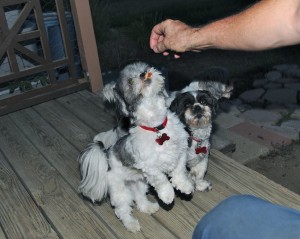 Shih tzu jumping for treat