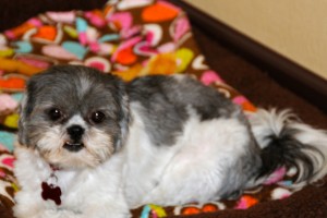 Candy pauses on the communal doggy bed temporarily.