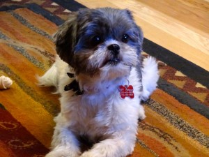 Shih tzu on carpet.