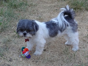 a shih tzu with a toy 