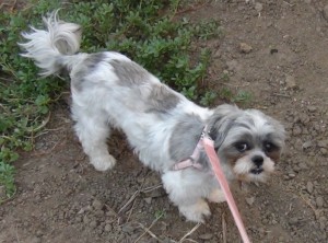 Flower did a Houdini act and escaped her pink harness after we tried to get her to walk around the yard.