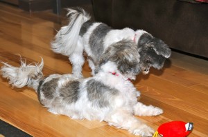 Twilight Shih Tzu Romp 1