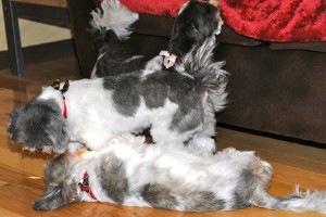 Twilight Shih Tzu Romp 4