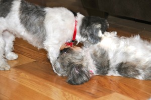 Twilight Shih Tzu Romp 5