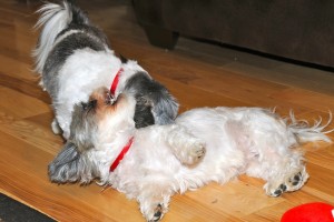 Twilight Shih Tzu Romp 6