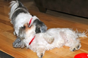 Twilight Shih Tzu Romp 6