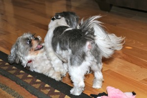 Twilight Shih Tzu Romp 9