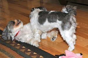 Twilight Shih Tzu Romp 10