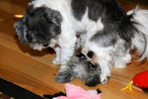 Twilight Shih Tzu Romp 13