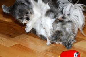 Twilight Shih Tzu Romp 14