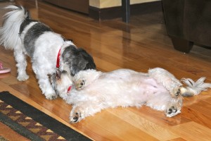 Twilight Shih Tzu Romp 15