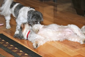 Twilight Shih Tzu Romp 16