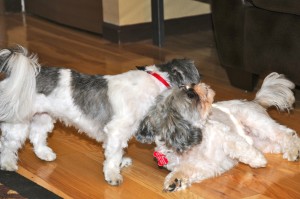 Twilight Shih Tzu Romp 18