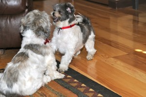 Twilight Shih Tzu Romp 19