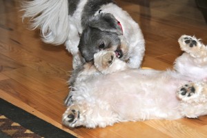 Twilight Shih Tzu Romp 22