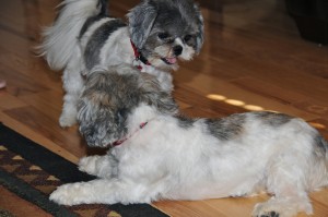 Twilight Shih Tzu Romp 23