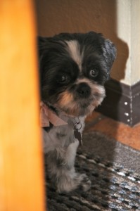 I heard the bag crinkle, and that means treats, right?