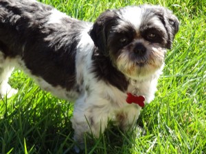 Dottie was patient on the grooming table, but wouldn't walk on the leash.