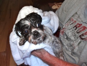 Dottie looks funny wet!